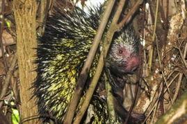 豪猪3.0最新爆料,揭秘科技巨头最新力作背后的秘密与突破